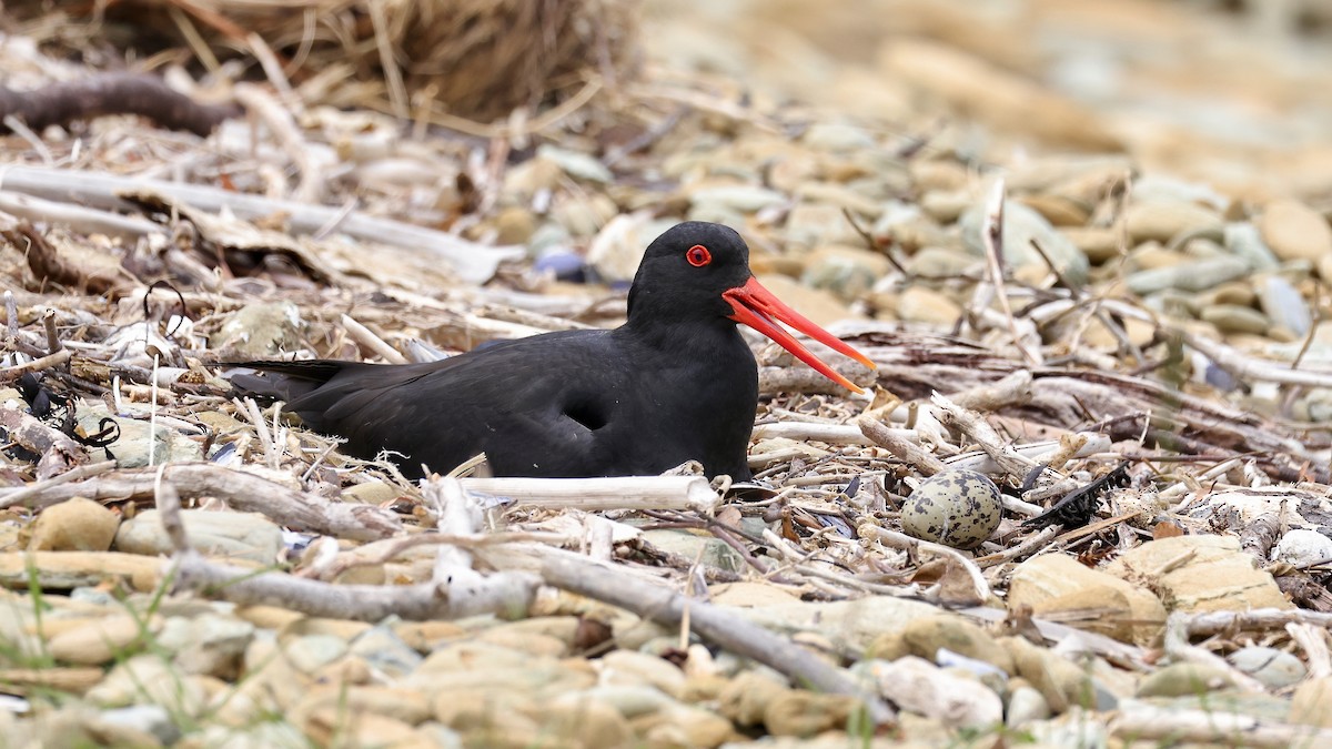 Variable Oystercatcher - ML527448911