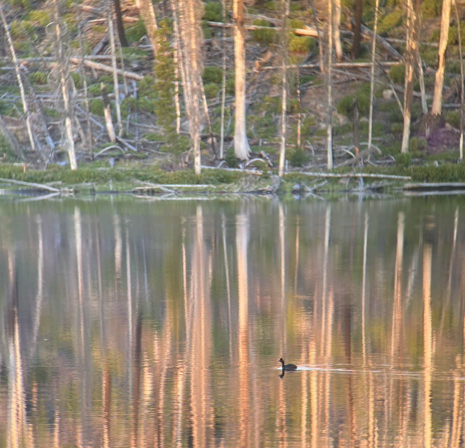 Eared Grebe - ML527449341