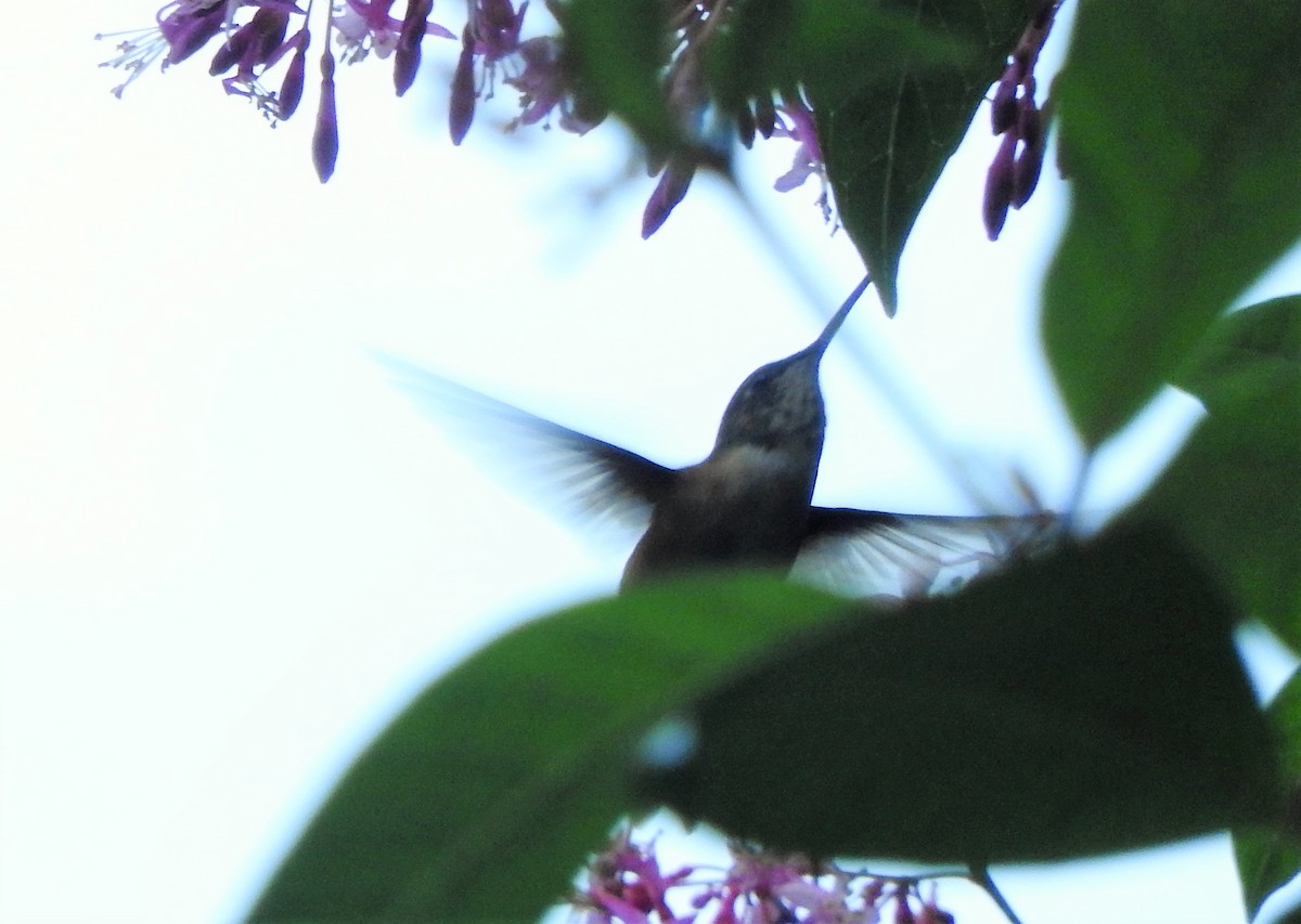 Bumblebee Hummingbird - ML527449381