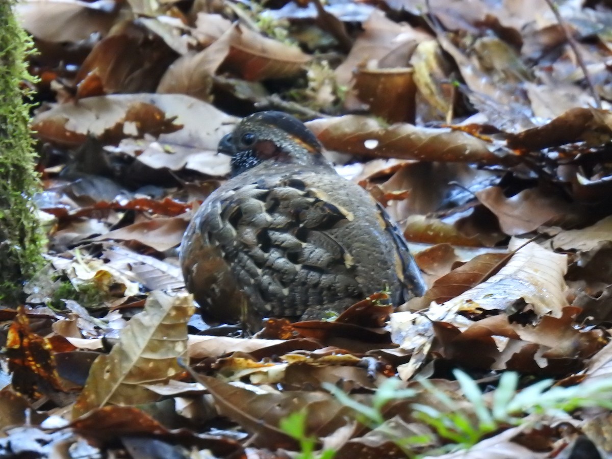 Spotted Wood-Quail - Glenn Hodgkins