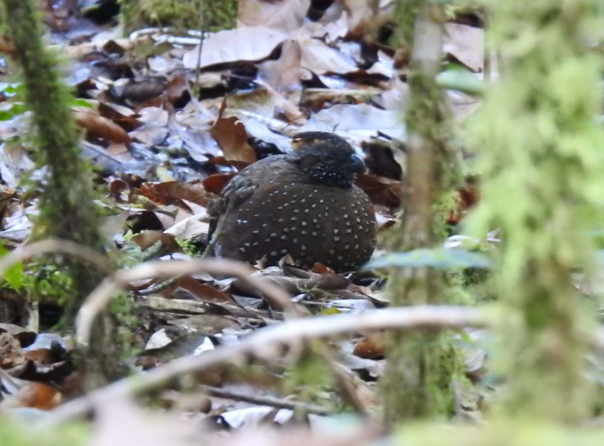 Spotted Wood-Quail - ML527450861