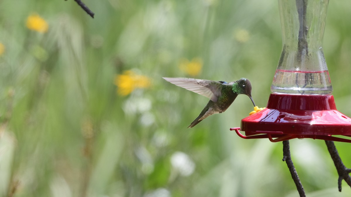 kolibřík skvostný - ML527451321