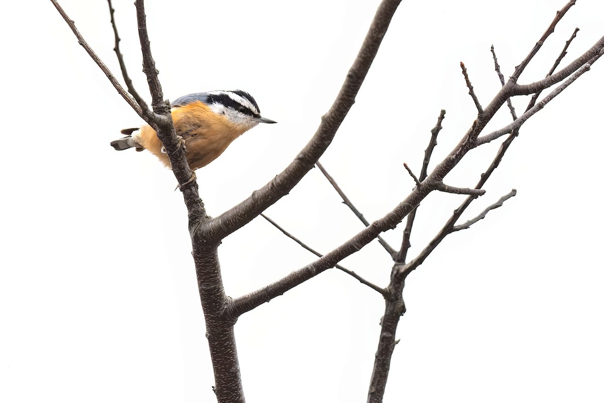 Red-breasted Nuthatch - ML527453661