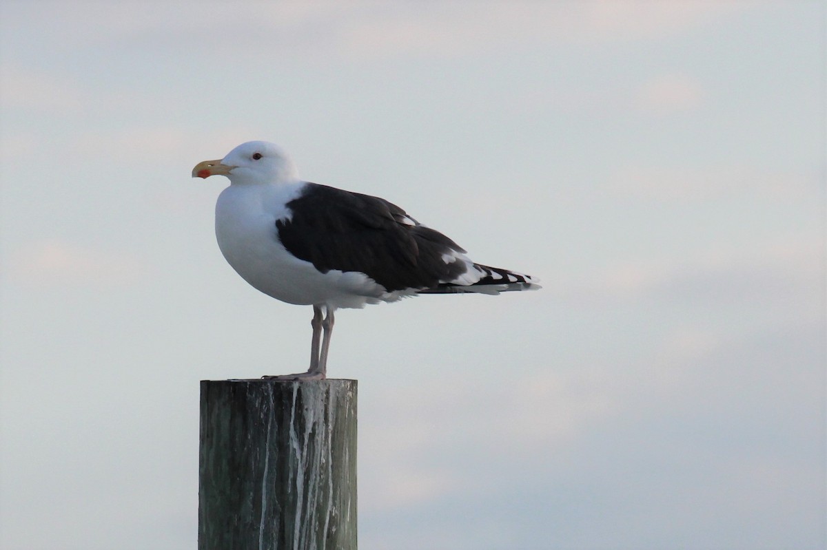 Great Black-backed Gull - Tom Norville