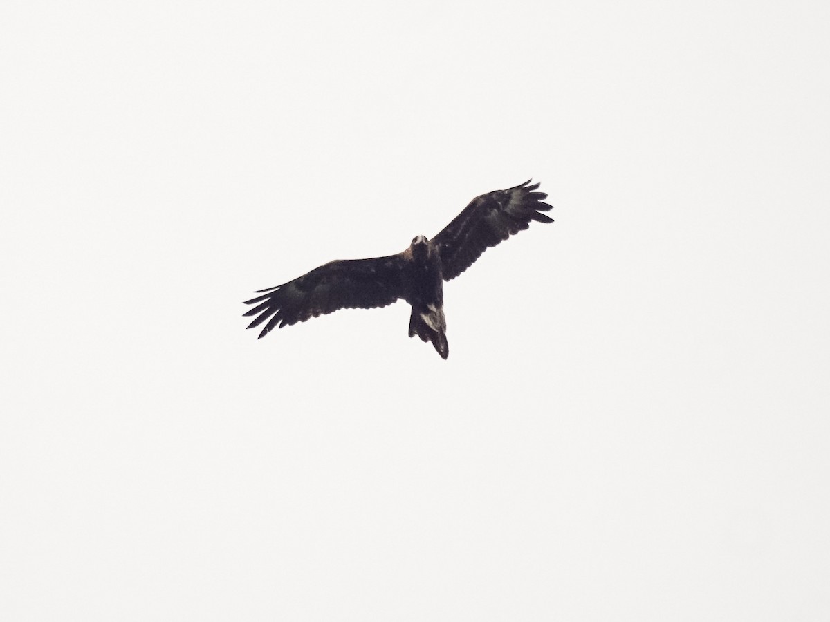 Wedge-tailed Eagle - ML527453971