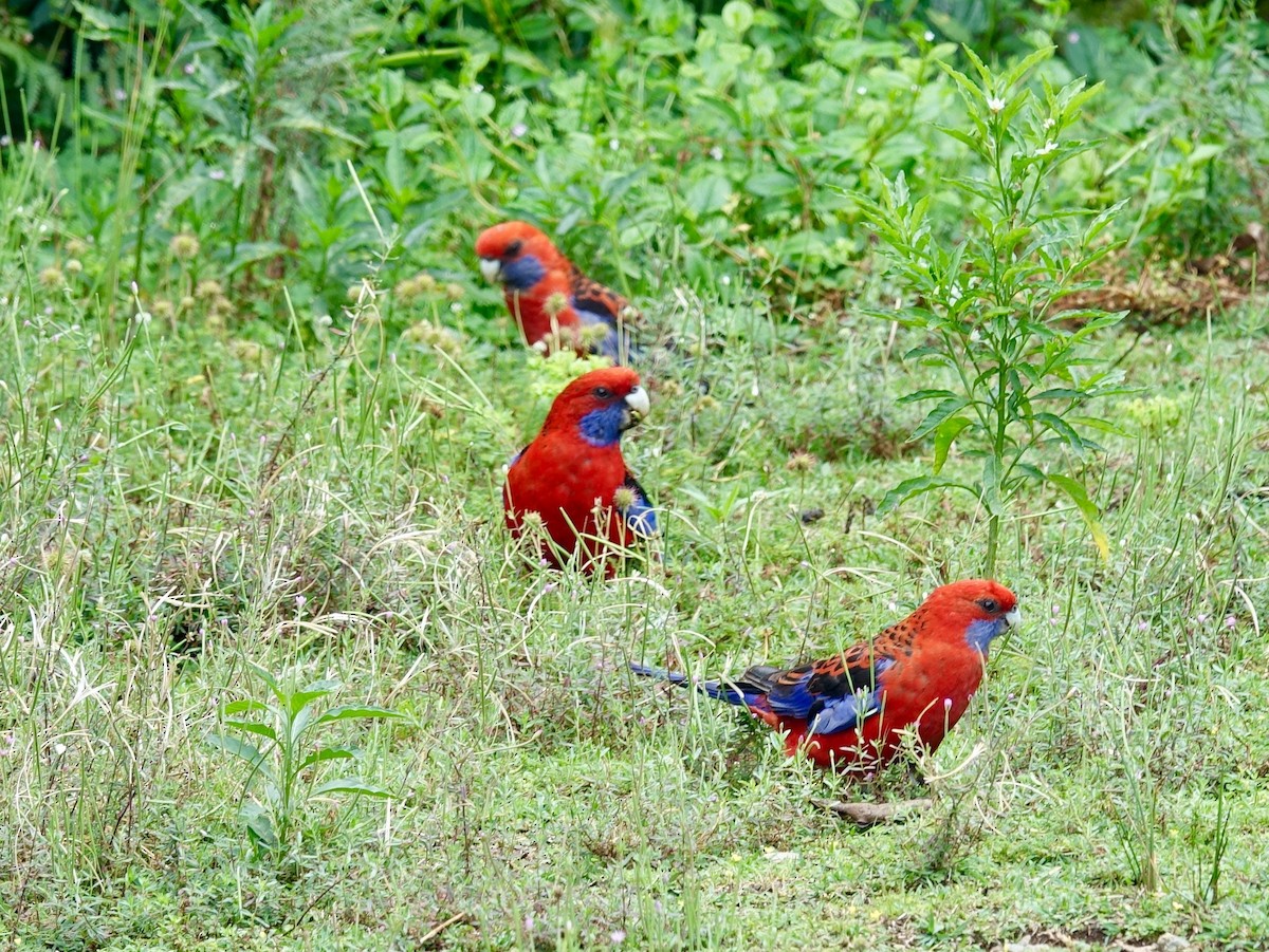 Crimson Rosella - ML527454061