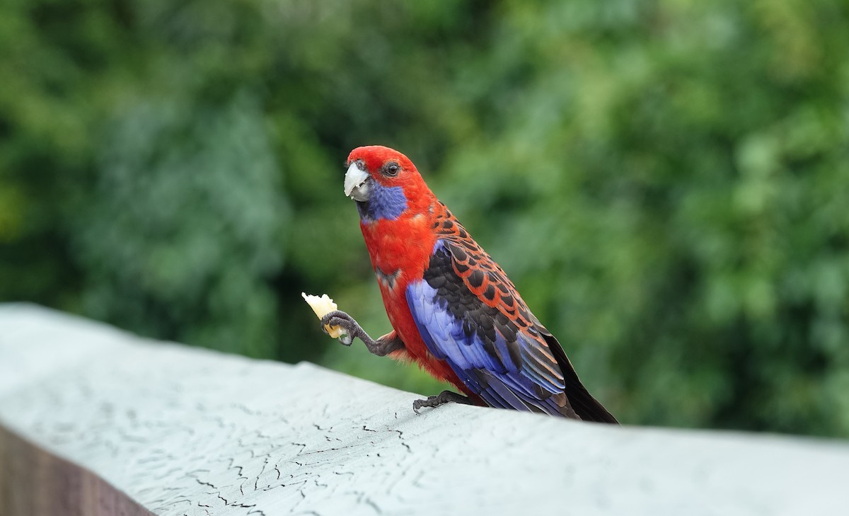 Crimson Rosella - ML527454071