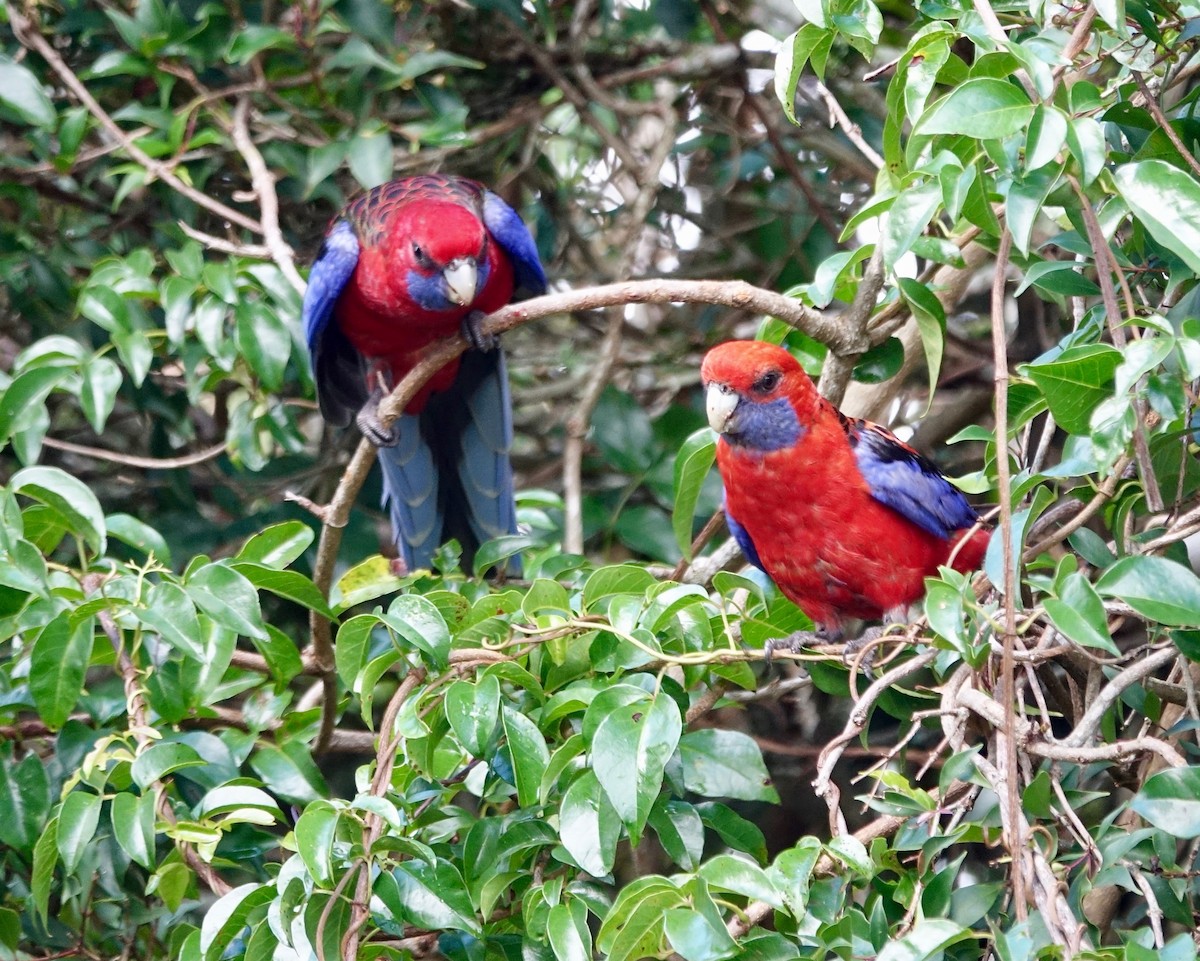Crimson Rosella - ML527454081
