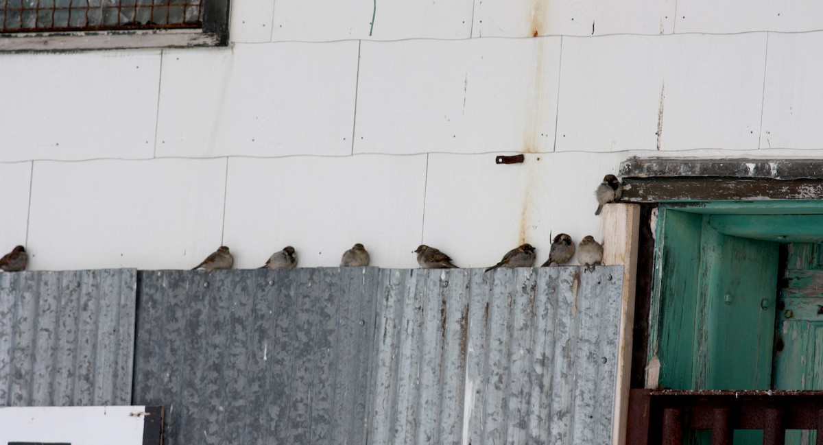 イエスズメ - ML52745421