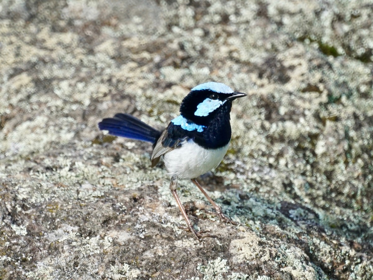 Superb Fairywren - ML527454621