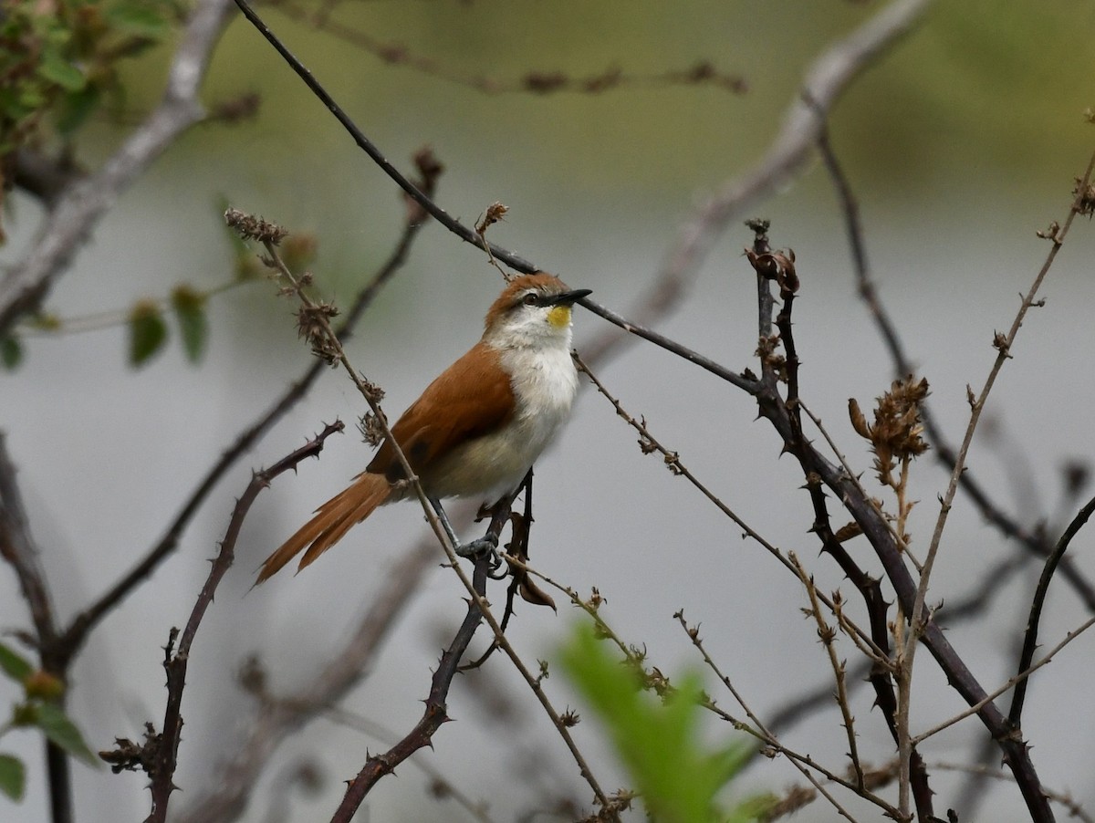 Yellow-chinned Spinetail - ML527455851