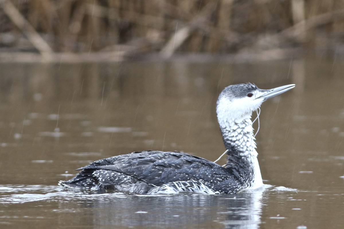 Red-throated Loon - ML527456511