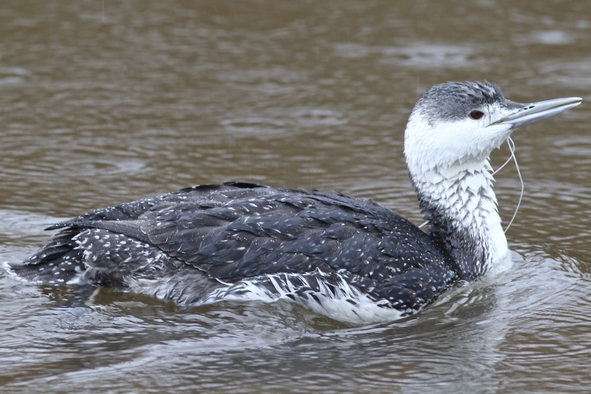 Red-throated Loon - ML527456561
