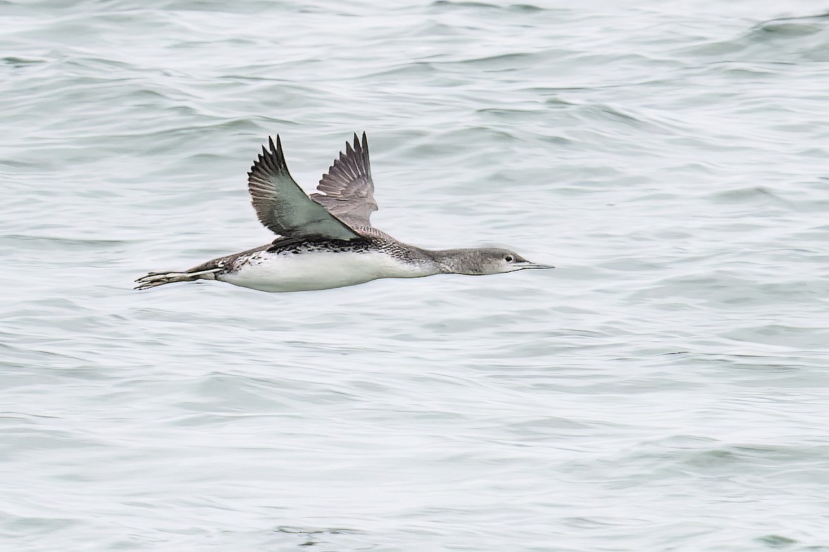 Red-throated Loon - Mitchell Goldfarb