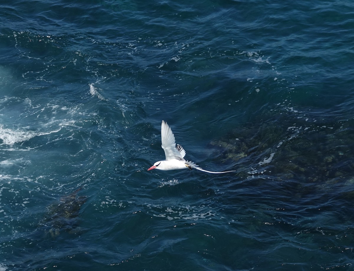 Red-billed Tropicbird - ML527457521