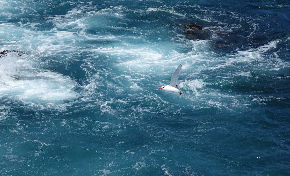 Red-billed Tropicbird - ML527457561