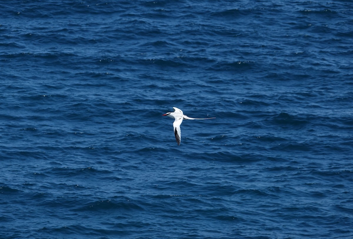 Red-billed Tropicbird - ML527457571