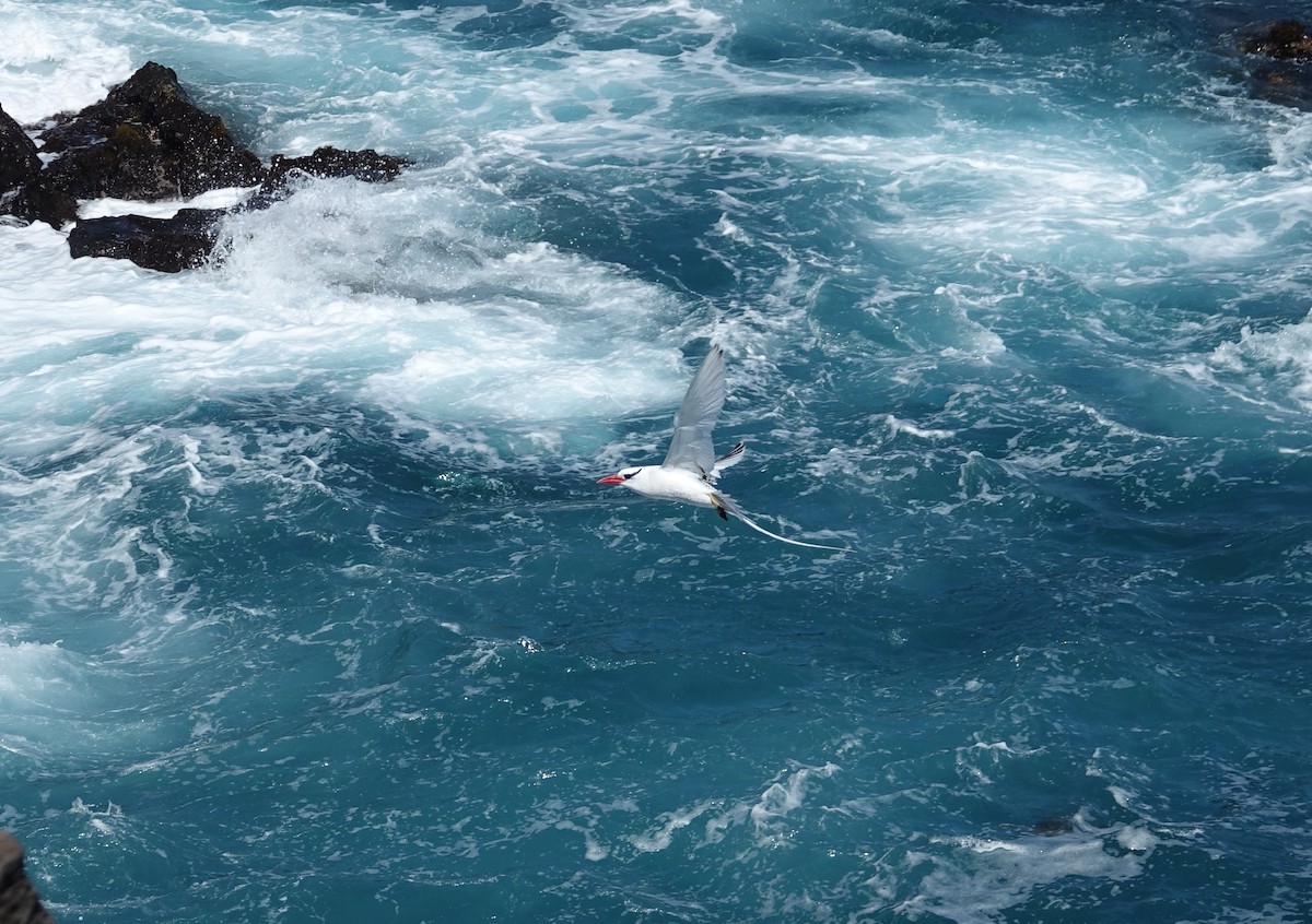 Red-billed Tropicbird - ML527457581