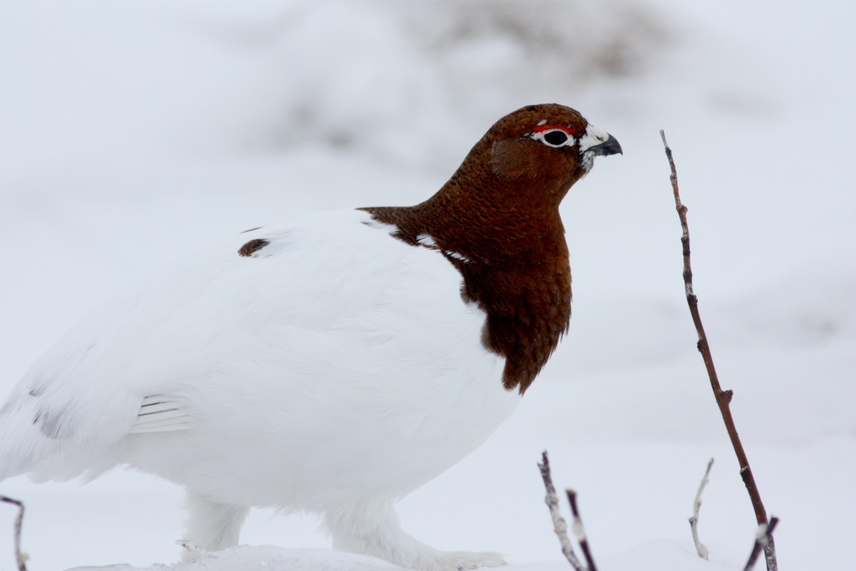 Willow Ptarmigan - ML52745771