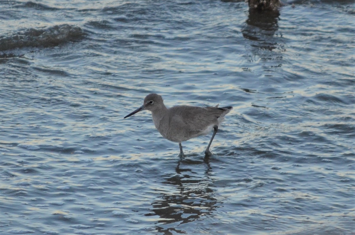 Willet - ML527457901