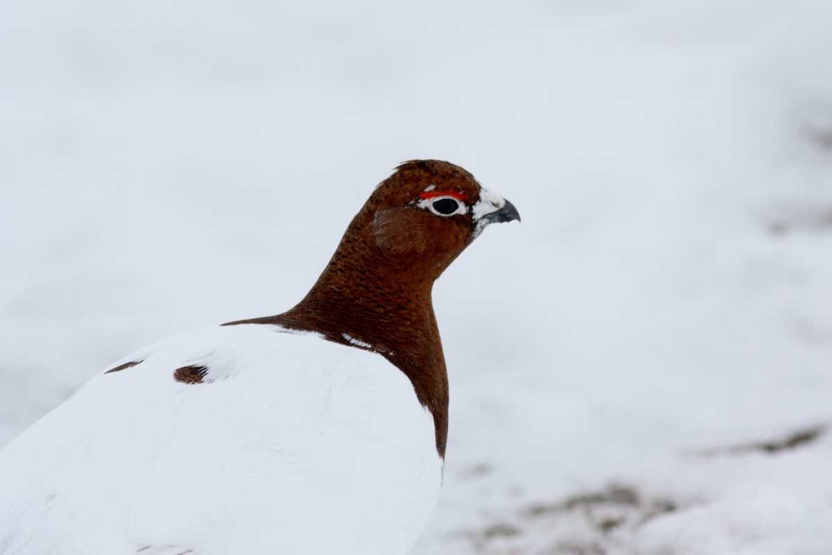 Willow Ptarmigan - ML52745811