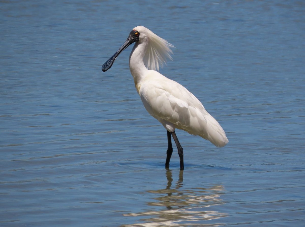 Royal Spoonbill - ML527458251