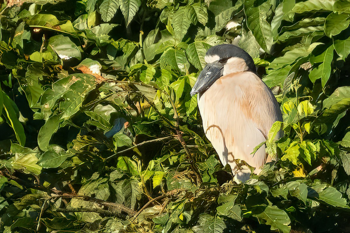 Boat-billed Heron - ML527458381