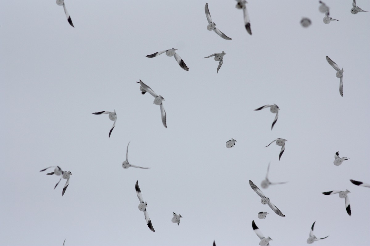 Snow Bunting - ML52745841