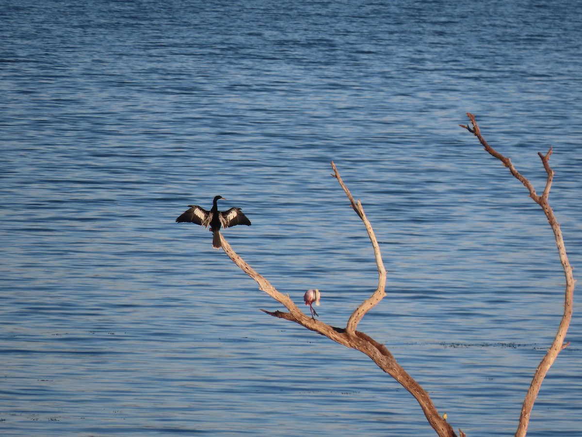 anhinga americká - ML527459401