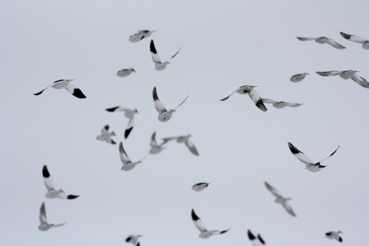 Snow Bunting - ML52745951