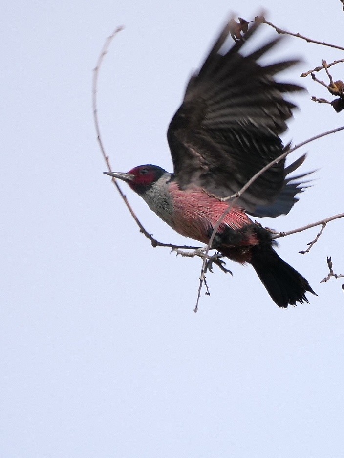 Lewis's Woodpecker - Rick Grijalva