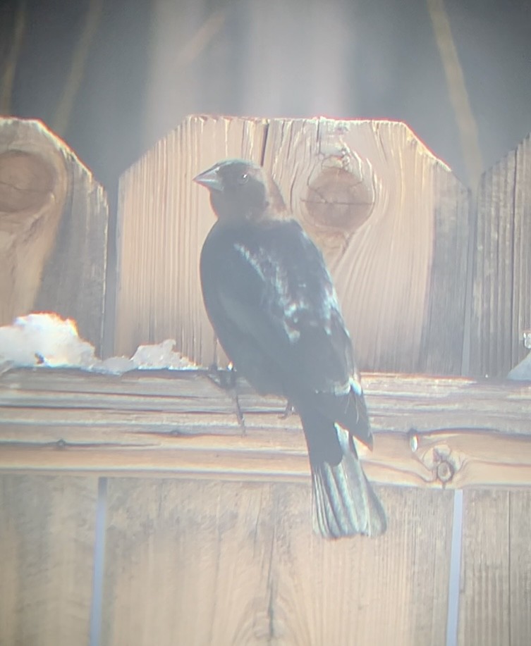 コウウチョウ - ML527460241