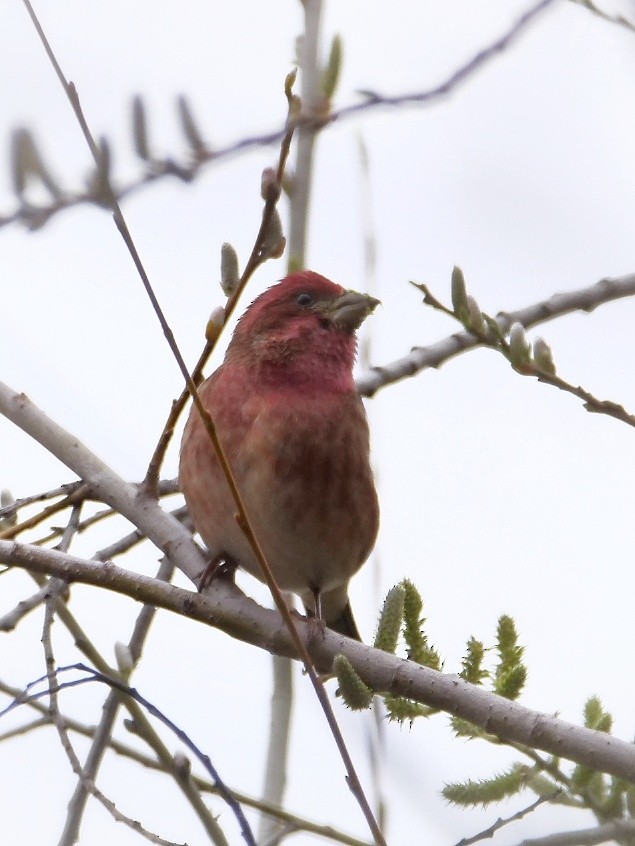 Purple Finch - Rick Grijalva