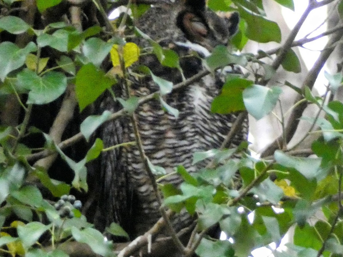 Great Horned Owl - ML527463841