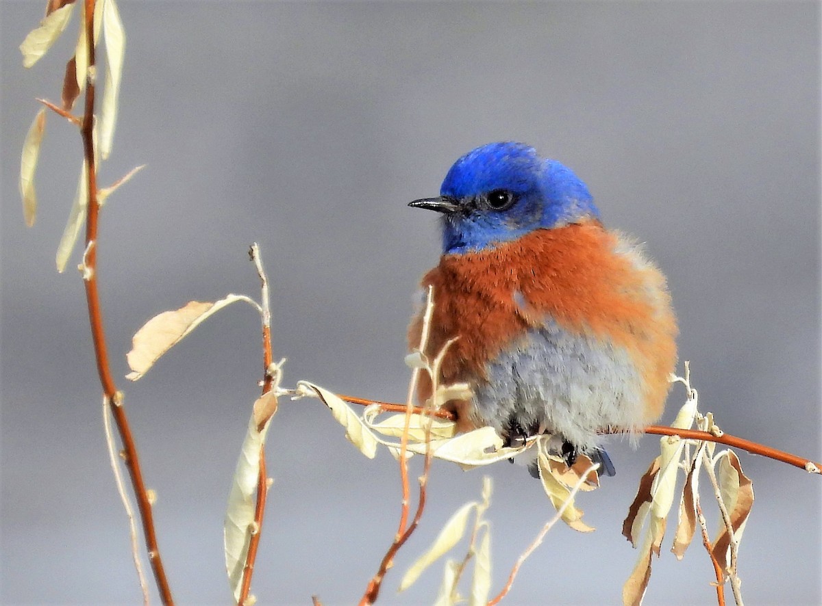 Western Bluebird - Sharon Dewart-Hansen