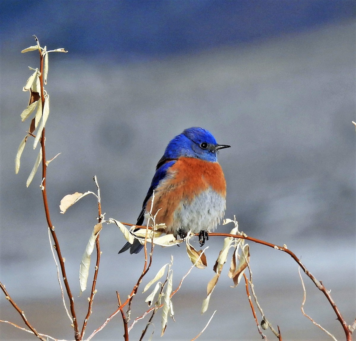 Western Bluebird - Sharon Dewart-Hansen