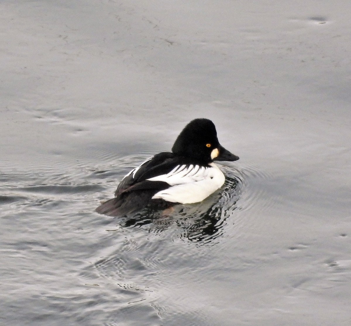 Common Goldeneye - Sharon Dewart-Hansen