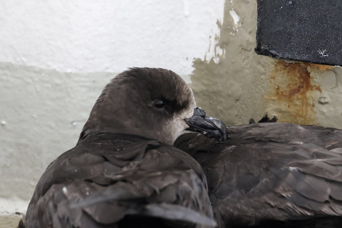 Gray-faced Petrel - ML527466091