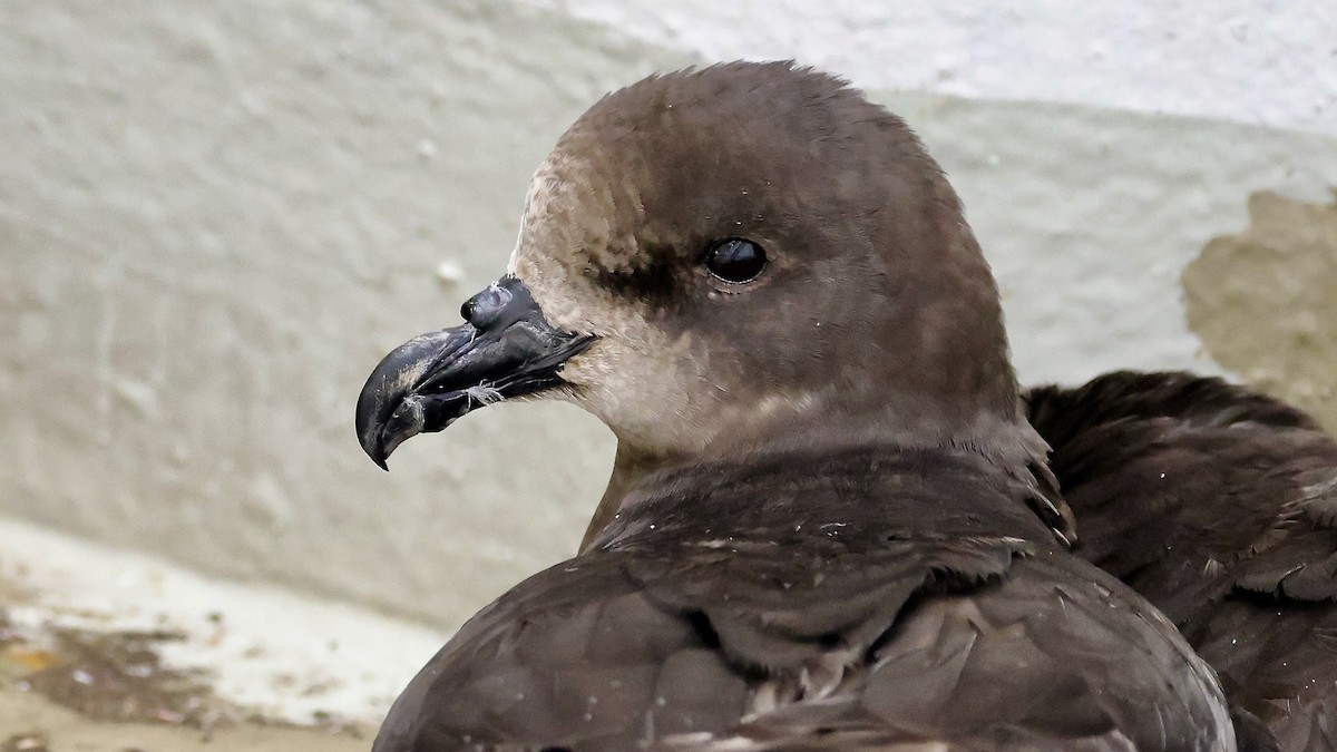 Gray-faced Petrel - ML527466121