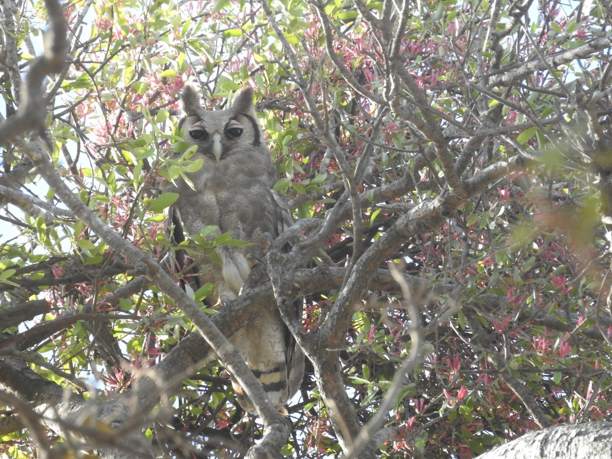 Verreaux's Eagle-Owl - ML527468011