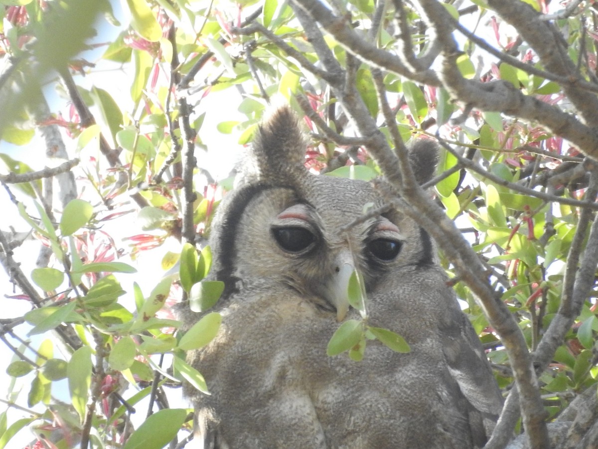 Verreaux's Eagle-Owl - ML527468051