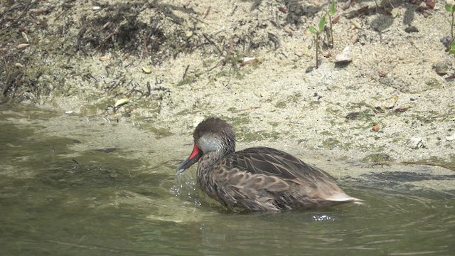 White-cheeked Pintail (Galapagos) - ML527469381