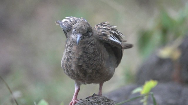 Tourterelle des Galapagos - ML527469621