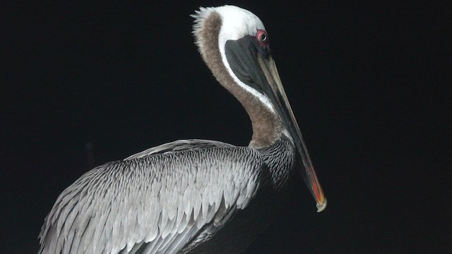 pelikán hnědý (ssp. urinator) - ML527470381