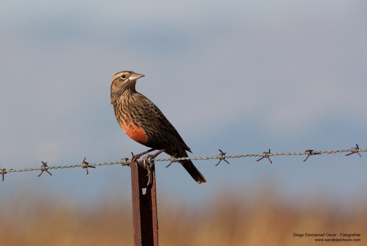 Pampas Meadowlark - ML52747241