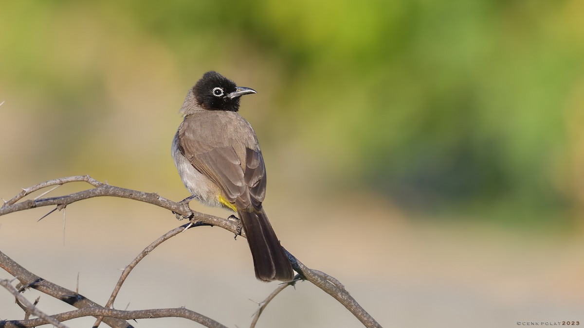 White-spectacled Bulbul - Cenk Polat