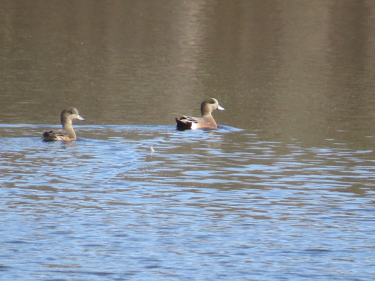 Canard d'Amérique - ML527473211