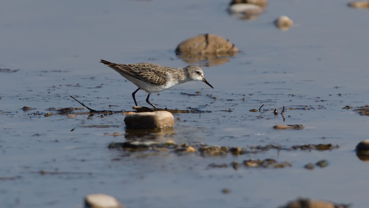 Little Stint - ML527473551