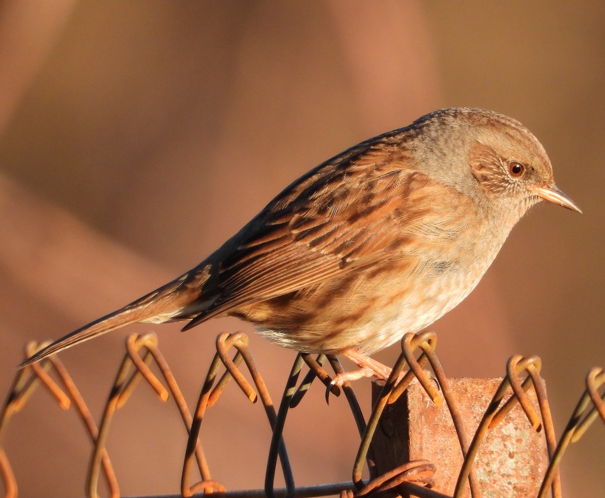 Dunnock - ML527473941