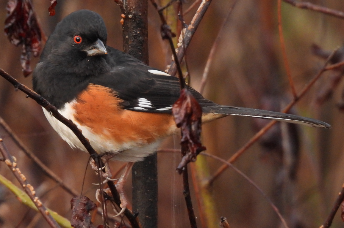 Eastern Towhee - ML527474311